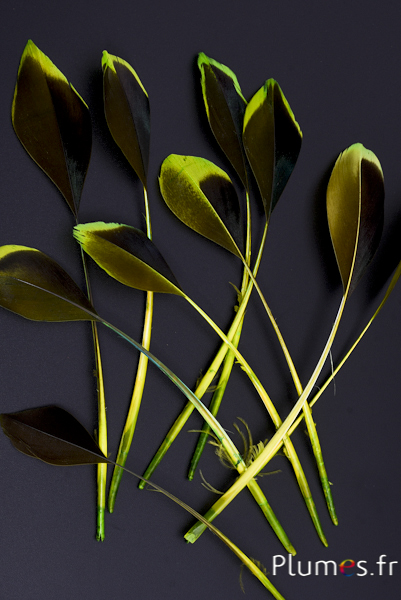 Canard strippé - 10-13 cm - lime